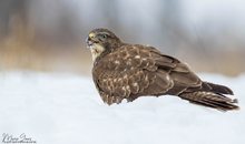 Bussard im Winter