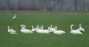 Nach den nordischen Gänsen...