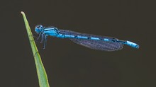 Becher-Azurjungfer (vorerst fälschlicherweise als Prachtlibelle identifiziert)