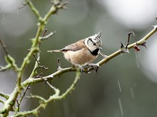 Haubenmeise im Regen