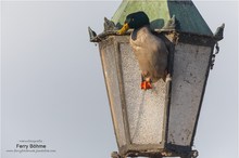 Flugunfall oder Kamikaze-Ente ... mit irrer Story