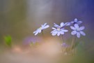 Hepatica nobilis