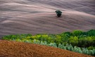 Der einsame Baum