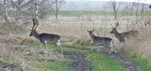 Zurück in den Wald