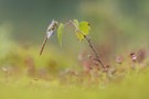 Die kleine Welt der Heidi