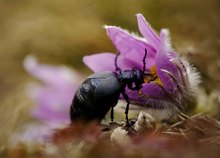 tief in die Blüte geschaut