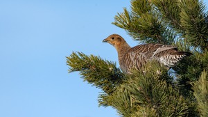 Seltene Bergbewohnerin