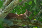 Puma Wildlife aus Costa Rica