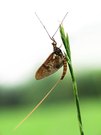 Eintagsfliege