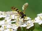 Schwebfliege auf Blütenteppich