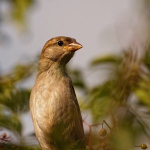 Sperling   _der Wächter im Holunder