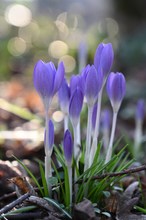 Krokusse am Waldrand