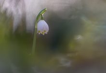 Märzenbecher im Zauberwald