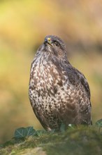 Bussard