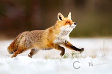 Rotfuchs (Vulpes vulpes) im Schnee