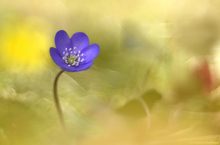 Hepatica nobilis