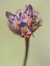 Hier konnte ich eine (Goldschildfliege) Breitflügelige Raupenfliege