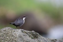 Nordische Wasseramsel