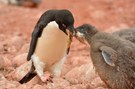 Adelie Pinguin übergibt Nahrung (vorverdauten Krill) an sein Küken