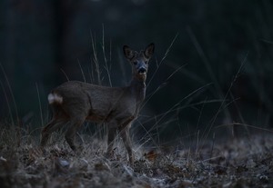 Rehbock in der Dämmerung