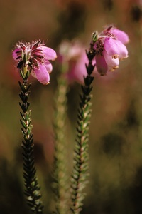 Glocken-Heide (Erica tetralix)