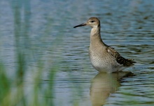 Kampfläufer (Philomachus pugnax)juv.