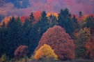 Herbstwald im Taunus, hinter Wiesbaden