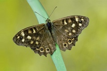 Waldbrettspiel ( Pararge aegeria )