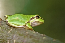 Laubfrosch auf Baum