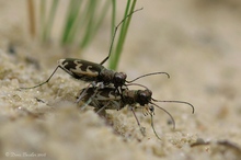 Pausengymnastik – Cicindela arenaria