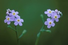 Sumpf-Vergissmeinnicht (Myosotis scorpioides)