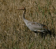 Kranich