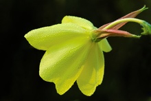 Gewöhnliche bzw. Gemeine Nachtkerze ( Oenothera biennis )