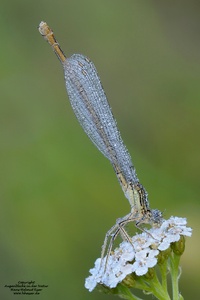 Gemeine Federlibelle (Platycnemis pennipes)
