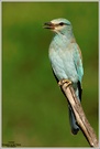 Blauracke (Coracias garrulus)