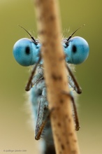 Tierische Typen - die Blauäugigen