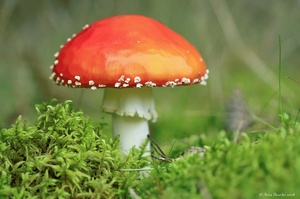 Fliegenpilz        (Amanita muscaria)