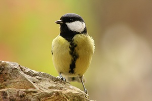 Parus major