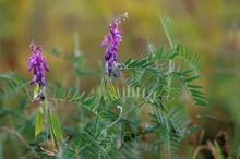 Vogel-Wicke (Vicia cracca)