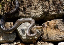 Äskulapnatter (Zamenis longissimus)