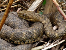 Würfelnatter (Natrix tessellata)