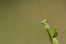 Ein Alien...