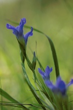 Gewöhnlicher Fransenenzian (Gentianella ciliata)