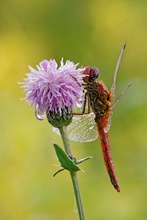 Feuerlibelle (Crocothemis erythraea)