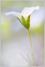 ~ beautiful white ~