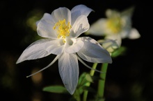 Yellow columbine