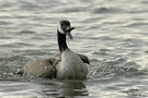 Kanadagans (Branta canadensis)