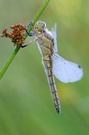 Orthetrum cancellatum