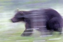 Braunbär im strömenden Regen