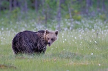 Braunbär auf dem Hochmoor